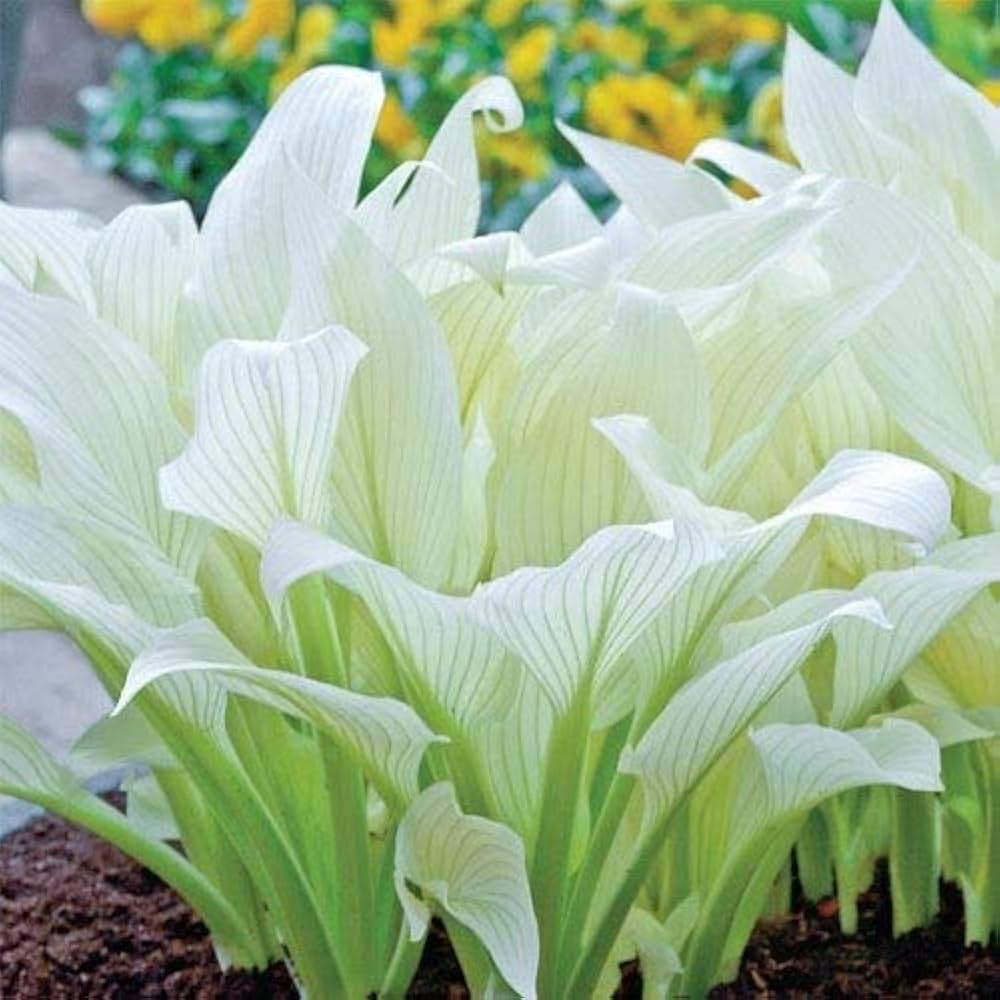 Hosta Hosta Ice White Lace Perennial Flower Seeds for Planting – Ideal for Shaded Garden Beds and Edging