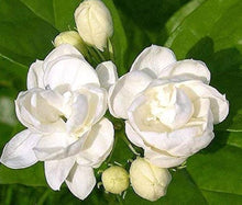 Jasmine Seeds (Officinale fragrance) for a lasting display in the Jasminum garden flower bed