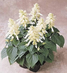 White Salvia Vista seeds for summer window box planting