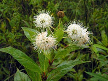 Knopf Bush Seeds for a lasting display in the home garden flower bed