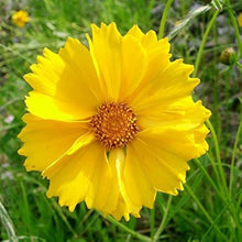 Leavenworth's Tickseed Seeds for seasonal color across the Wildflower Gardens