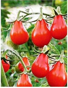 Red Pear Tomato Seeds (Solanum lycopersicum) for a fresh homegrown crop from the Organic Gardens