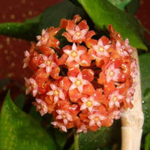 Mixed Hoya Seeds (Hoya spp.) grown for indoor Hanging Basket