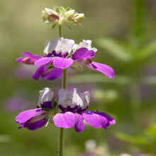 Chinese Houses Seeds (Collinsia heterophylla) for seasonal color across the Garden Bed