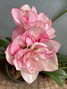 Yellow Sunrise Amaryllis Bulbs for Planting - Ideal for Flower Bed & Home Garden Seeds for a lasting display in the Flower Bed & Home Garden