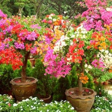 Bougainvillea Mixed Colors Seeds for growers seeking a long-blooming display