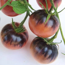 Amethyst Jewel Tomato Fresh Seeds for home growers seeking a reliable harvest