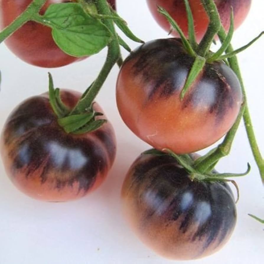 Amethyst Jewel Tomato – Solanum lycopersicum – for planting in home garden