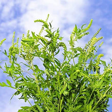 Annual Jerusalem Oak Goosefoot Flower Ambrosia Mexican Seeds for a lasting addition to the landscape