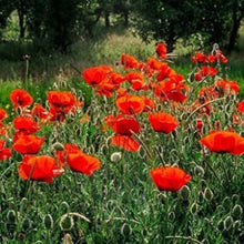 Red Poppy Seeds (Papaver rhoeas) for gardeners building out beds and borders