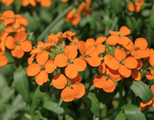 Sibirian Wallflower Seeds for growers wanting a homegrown harvest