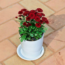Chrysanthemum Mixed Perennial Flower - for planting in home garden
