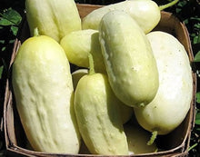 White Wonder Cucumber Seeds for a reliable harvest in the Unique Garden Crops