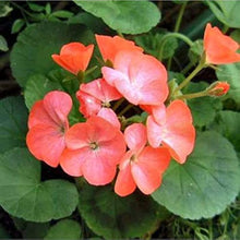 Geranium Flower – Pelargonium spp. – for planting in orange white garden