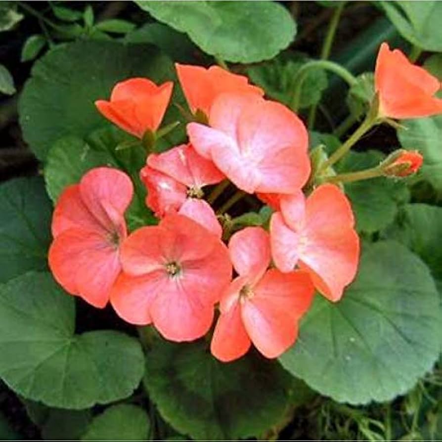 Geranium Flower – Pelargonium spp. – for planting in orange white garden