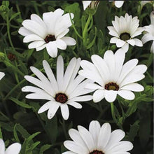 African Blue Eyed Daisy Seeds for gardeners building out beds and borders