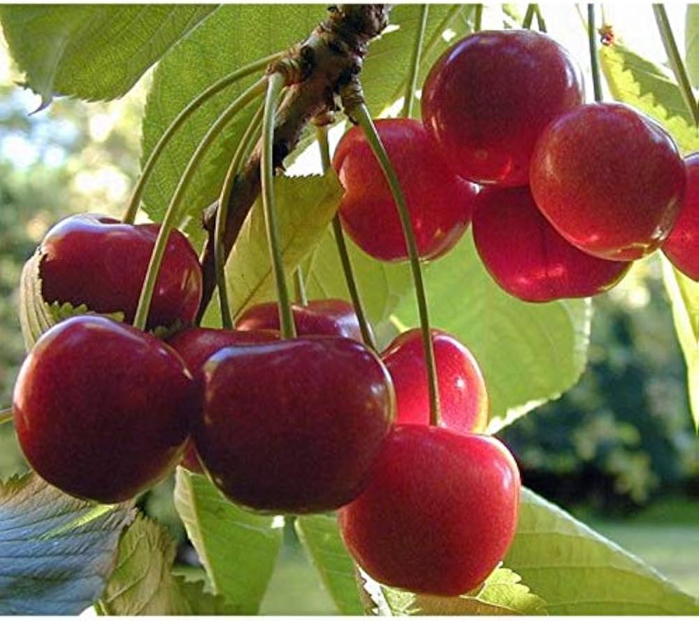 Sweet Cherry Prunus avium fruit tree seeds for planting in home garden and backyard orchards - for planting in home garden