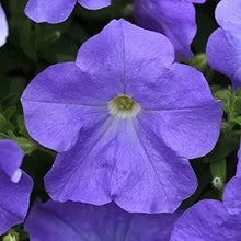 Petunia Petunia Hybrida Blue Sky Seeds for colorful blooms in the Balcony Flower Displays