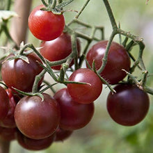 Chocolate Tomato Seeds for a fresh homegrown crop from the Solanum garden gourmet patch