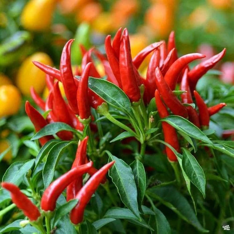 Korean hot chile pepper plant grown from seeds with slim red pods and bold, smoky flavor