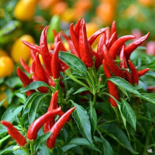 Brennender Bush Pfeffer Hot Pepper Seeds valued by growers for fiery, flavorful peppers in hot pepper collections or spicy
