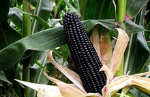 Corn Seeds (Zea mays) for a fresh homegrown crop from the Heirloom Black Backyard Garden