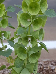 Bells of Ireland Seeds (Molucella laevis) for growers filling out the Flower Bed