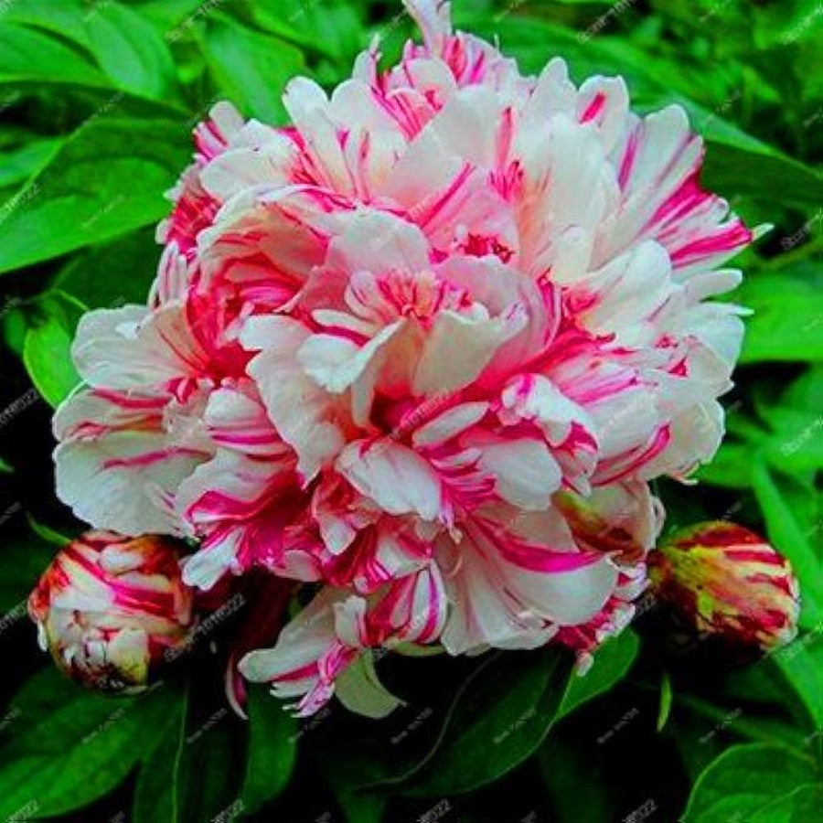 Peony - Paeonia for planting in home garden