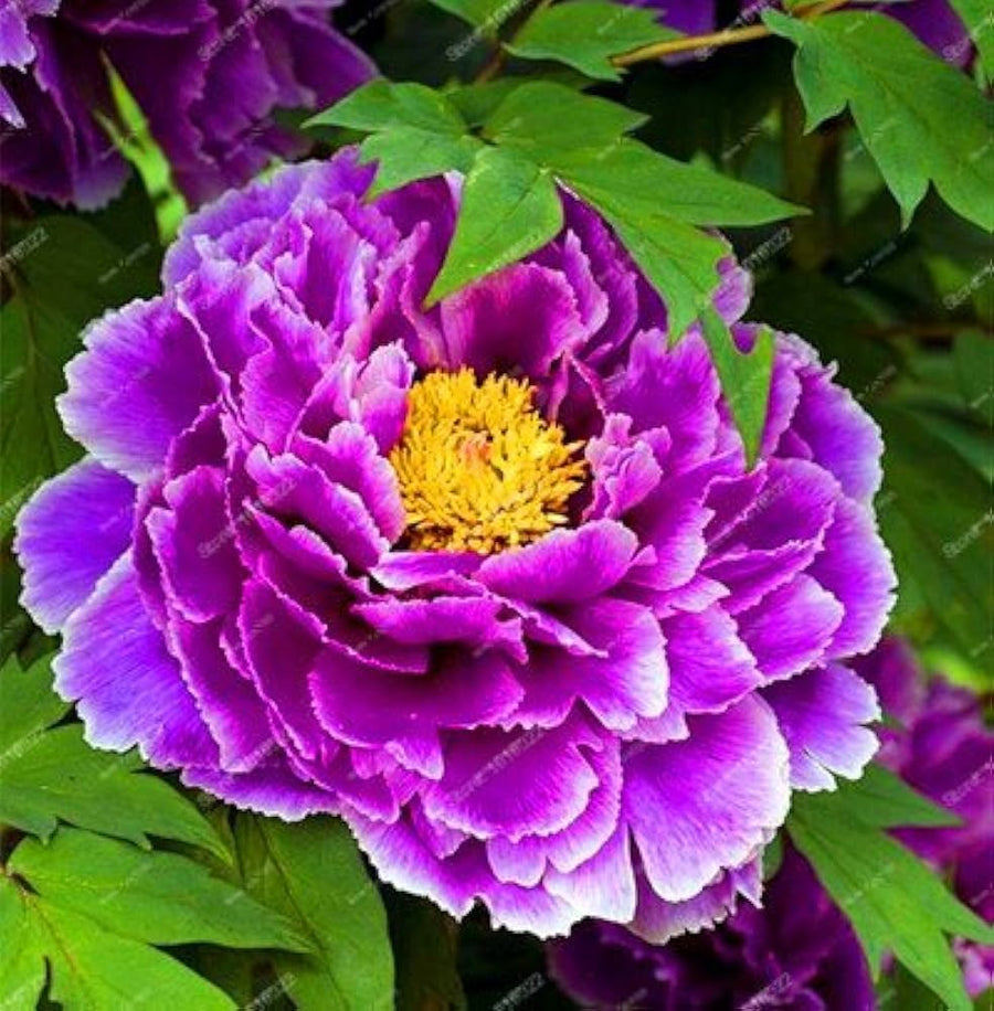 Peony Paeonia lactiflora flower seeds for backyard garden planting - for planting in home garden