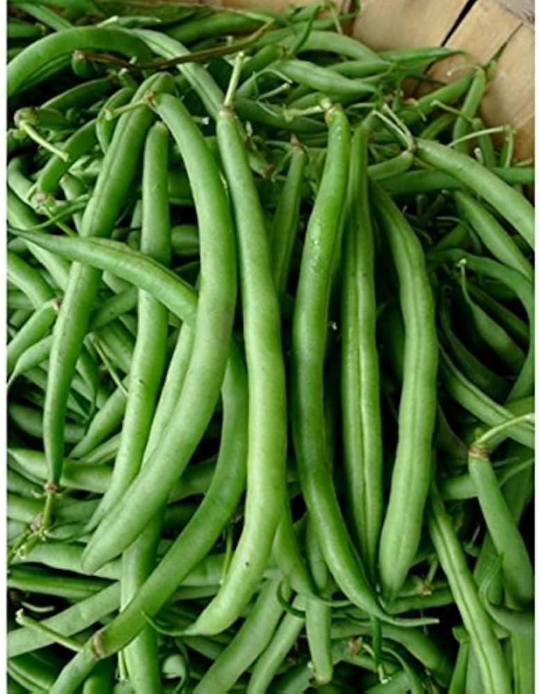 Burpee Stringless Green Bean (Phaseolus vulgaris) for planting in home garden