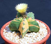 Plant Seeds (Astrophytum myriostigma) for low-maintenance growers