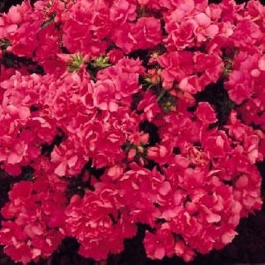 Phlox Drummond Promise Rose double flower seeds
