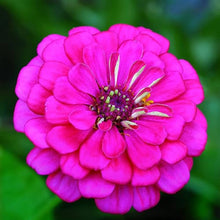 Zinnia Seeds (Zinnia elegans) for a colorful addition to any planting
