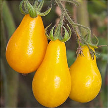 Bio Yellow Pear Tomato Seeds for productive rows in the vegetable patch
