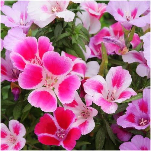 Godetia ��������� Clarkia amoena ��������� for planting in pollinator-friendly gardens