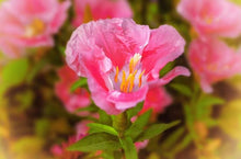 Godetia Sommerazalee Seeds valued for elegant, Pink Godetia Flowers