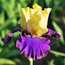 Bearded Iris (Iris germanica) seeds for garden planting
