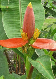 Musa Ornata Banana Seeds (Musa ornata) for a homegrown harvest from the tropical backyard and ornamental garden planting