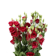 Lisianthus Eustoma Grandiflorum Red Seeds valued for backyard Floral Displays