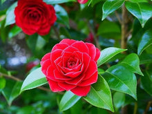 Camellia Seeds for a lasting display in the Red Garden