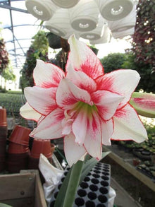 Lily Lilium Hybrida Older Perfume Seeds prized for home Seasonal Displays