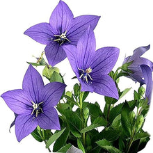 Platycodon Rosa Grandiflorus Seeds for growers seeking a long-blooming display