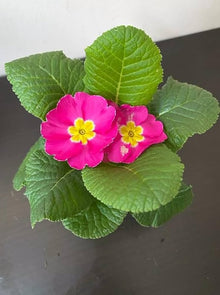 Mixed Violet Seeds for colorful blooms in the Garden Planting