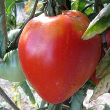Graines de Tomate Coeur de Boeuf Rose Seeds for seasonal color across the vegetable patch