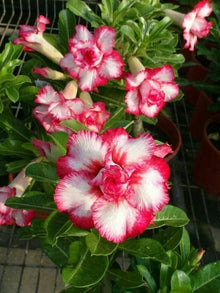 Desert Rose Adenium Obesum Schwarz Lila Weiß Seeds for seasonal color across the Decorative Indoor Pots