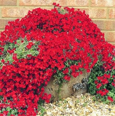 Red Creeping Thyme Plants for cooks growing their own fresh herbs