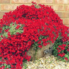 Red Creeping Thyme Plants for cooks growing their own fresh herbs