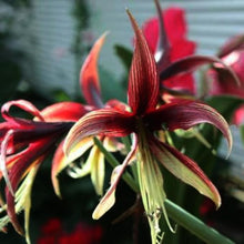 Lily Seeds (Amaryllis barbados) for a lasting display in the indoor pots or home garden borders