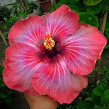 Hibiscus Hibiscus Rosa-Sinensis Rare Orange White Seeds for growers planting the Tropical Home Garden