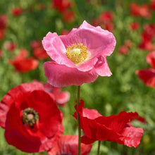 Afghan Special Poppy Seeds (Papaver somniferum) for colorful blooms in the Flower Bed